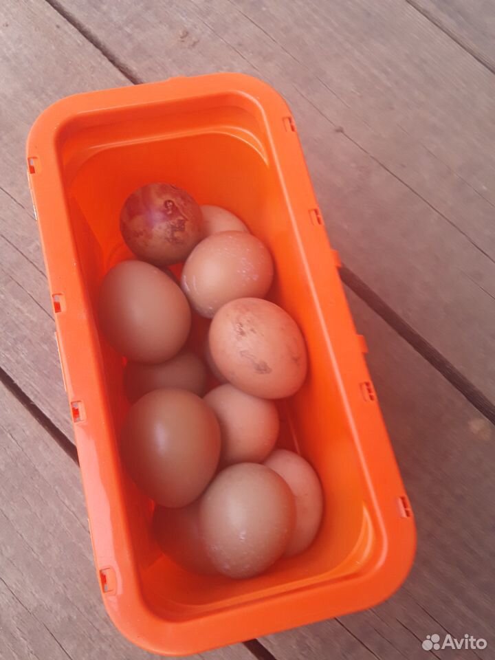 Яйца фазана купить на Зозу.ру - фотография № 1