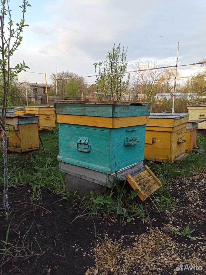 Продам пчелосемьи купить на Зозу.ру - фотография № 5