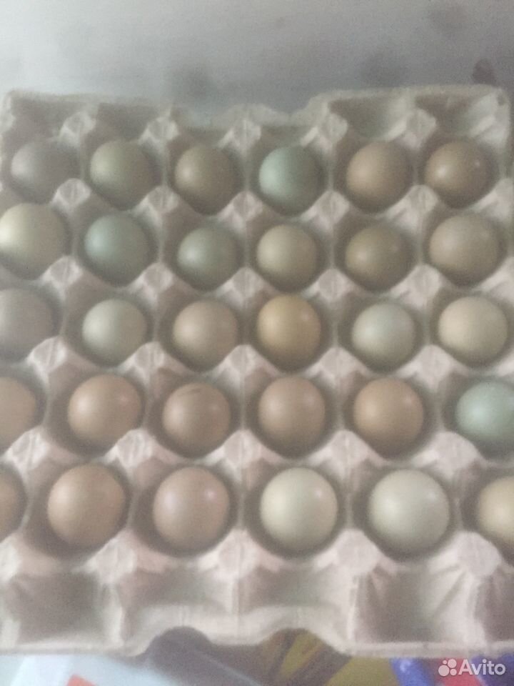 Инкубационное яйцо фазана купить на Зозу.ру - фотография № 1