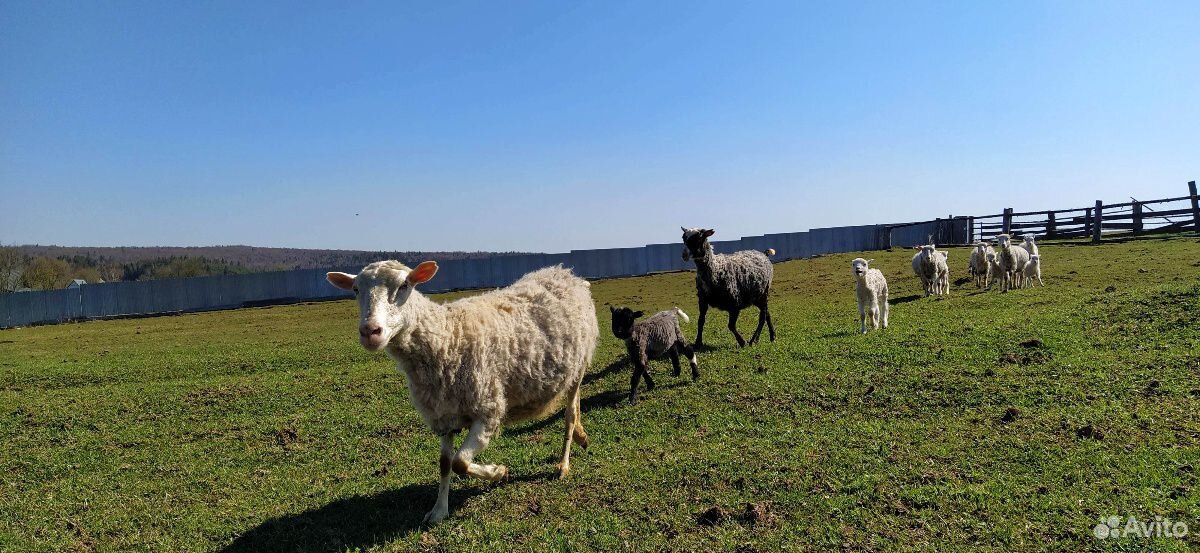 Овцы, козы с козлятами купить на Зозу.ру - фотография № 2