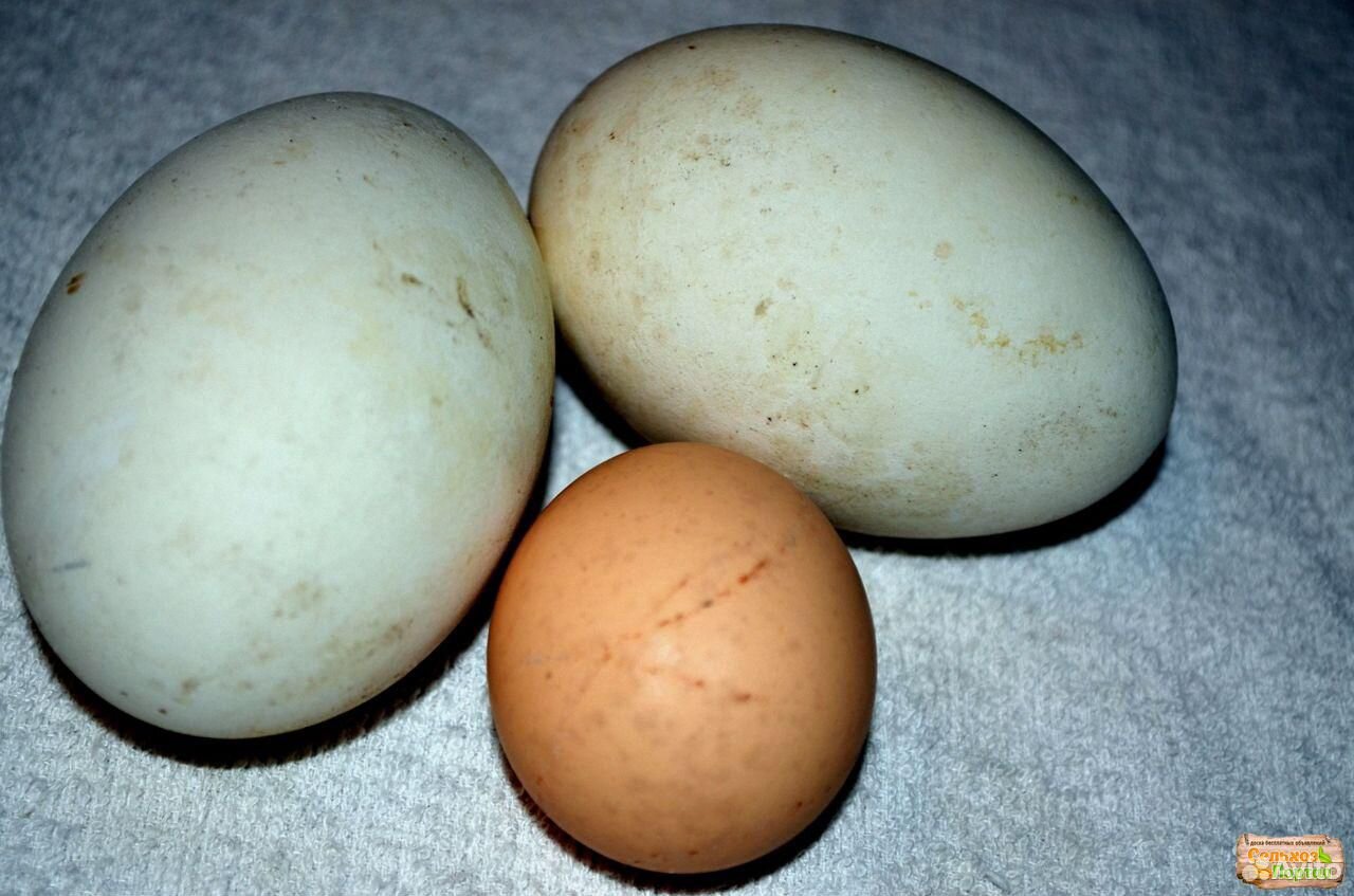 Гусиное яйцо на вывод купить на Зозу.ру - фотография № 1