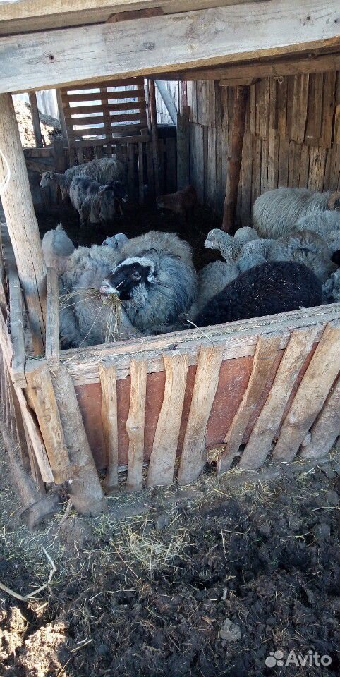 Овцы и бараны продам купить на Зозу.ру - фотография № 1