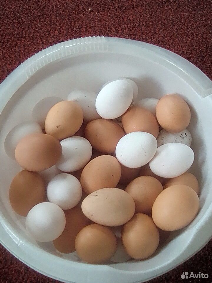 Яйца от домашних сельских кур купить на Зозу.ру - фотография № 1