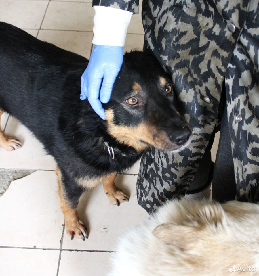 Собачка Даша из приюта ищет доброго друга купить на Зозу.ру - фотография № 2