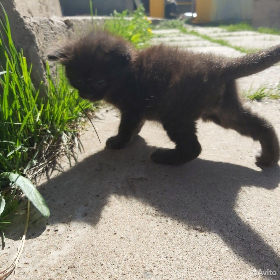 Котёнок (мальчик), 1 месяц купить на Зозу.ру - фотография № 4