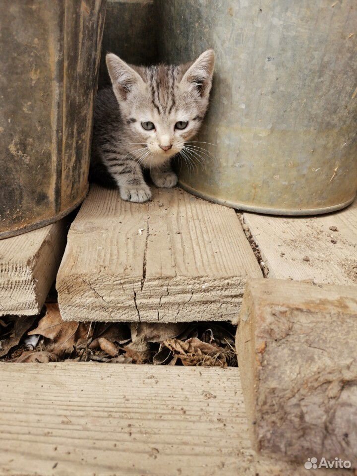 Котики, котята купить на Зозу.ру - фотография № 1