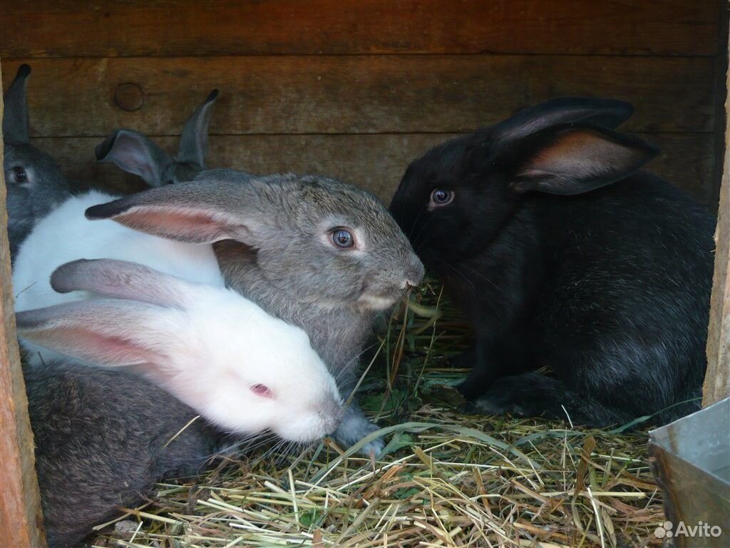 Купить кроликов белгородская. Кролики мясных пород. Фото кроликов разных пород. Крольчата мясных пород 1 месяца жизни. Кролики смешанных пород домашние фото.