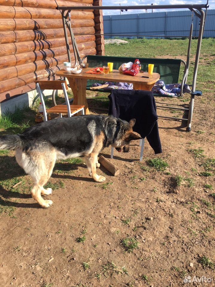 Собаку на вязку купить на Зозу.ру - фотография № 5