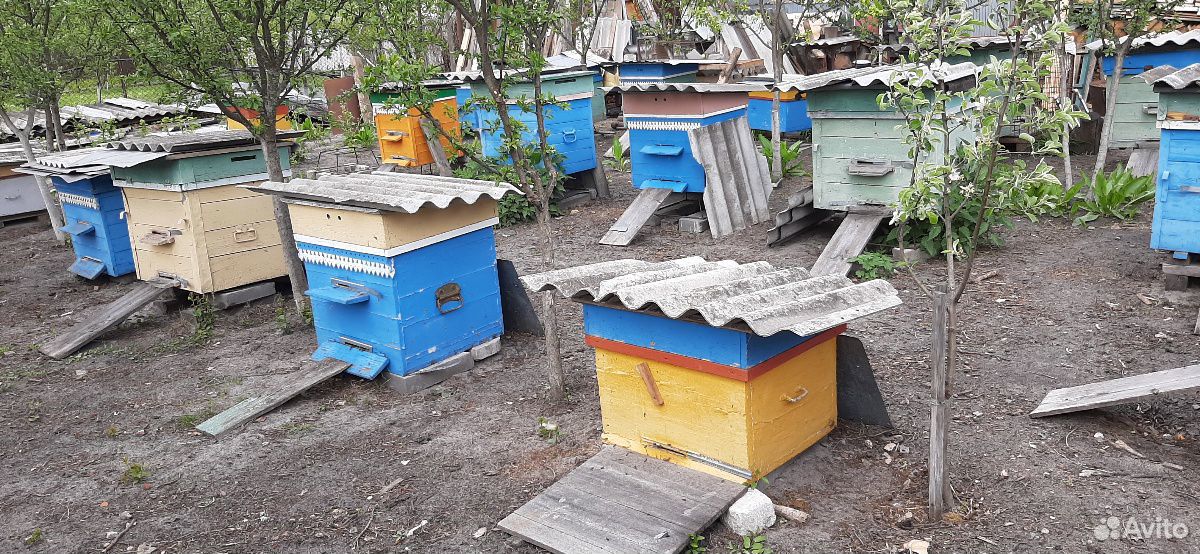 Продажа пчёл, семьи пчёл купить на Зозу.ру - фотография № 1