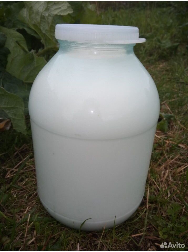 Коровье молоко (творог и сыр),козье молоко купить на Зозу.ру - фотография № 3