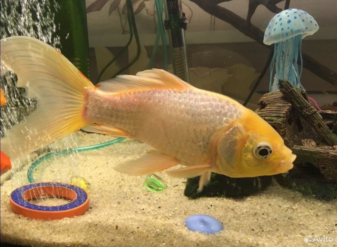 Золотая рыбка купить на Зозу.ру - фотография № 1