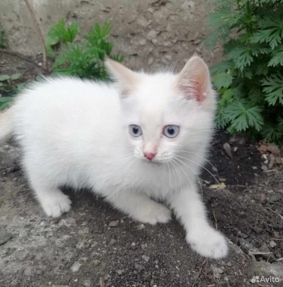 Котенок котята купить на Зозу.ру - фотография № 1