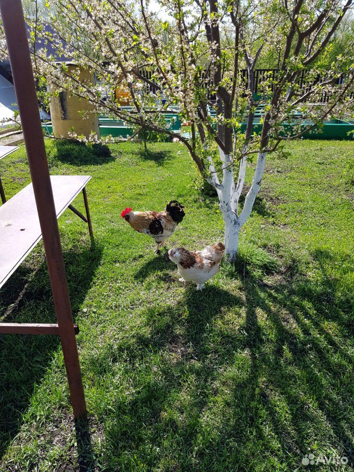 Яйцо деревенское куриное купить на Зозу.ру - фотография № 3