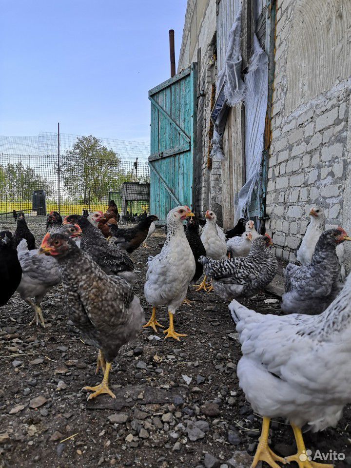 Цыплята подрощенные купить на Зозу.ру - фотография № 4