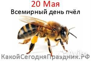 Неплодные роевые пчеломатки 26.05.2020 (джентер.) купить на Зозу.ру - фотография № 1