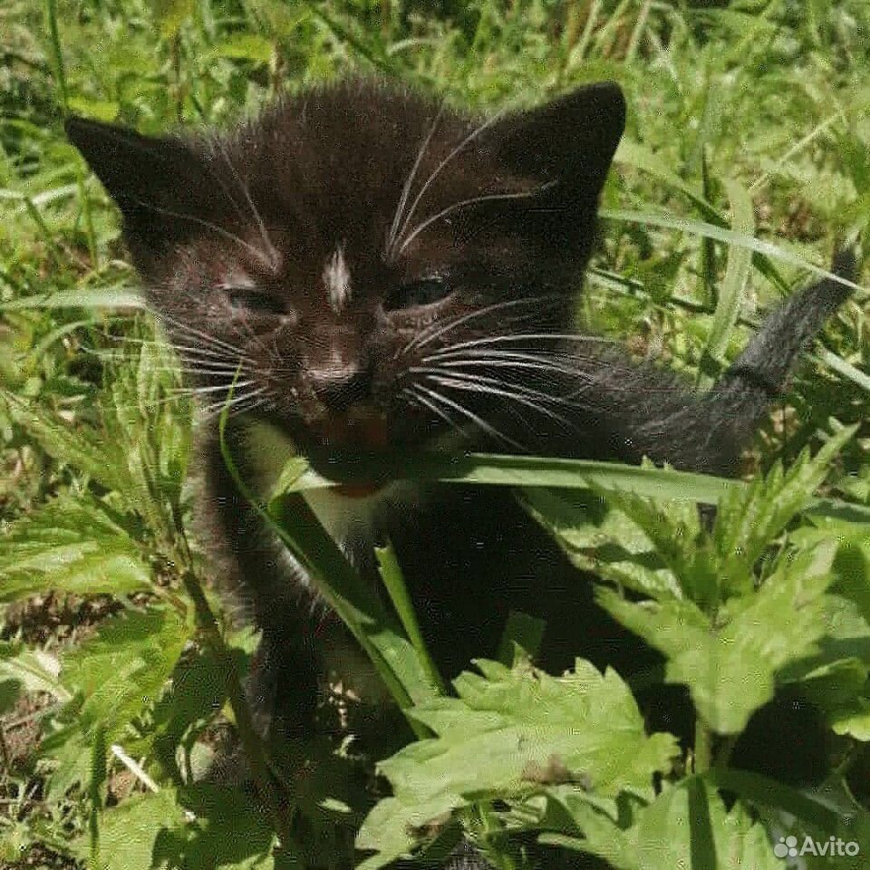 Милые котятки купить на Зозу.ру - фотография № 2