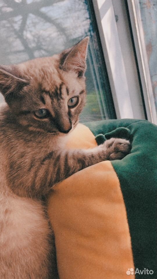 Шотландский котенок скоттиш страйт купить на Зозу.ру - фотография № 1