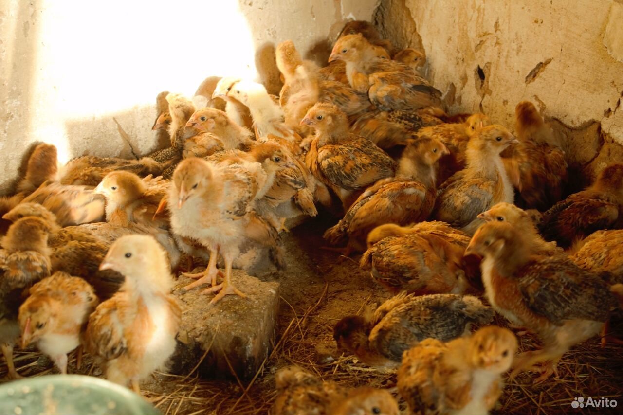 Продам цыплят породы кучинская юбилейная купить на Зозу.ру - фотография № 6