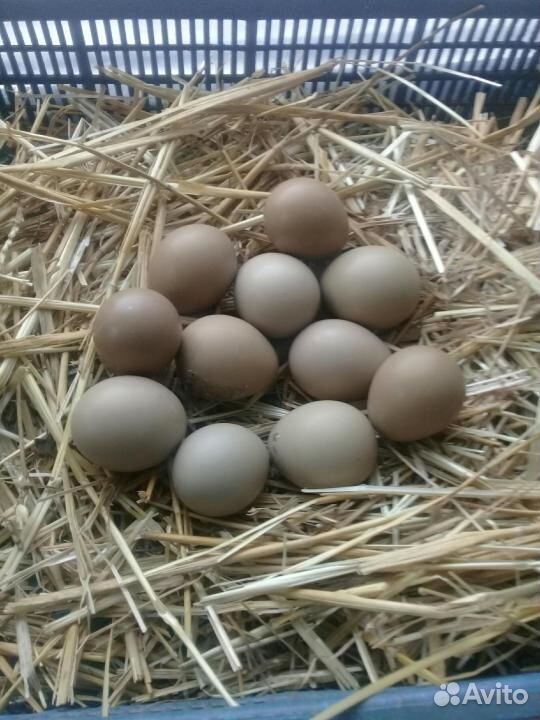 Яйцо фазана инкубационное. Фазан птица яйца. Как выглядят яйца фазана. Сколько стоят фазаньи яйца.