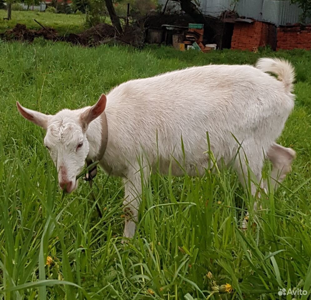 Зааненская коза купить на Зозу.ру - фотография № 2