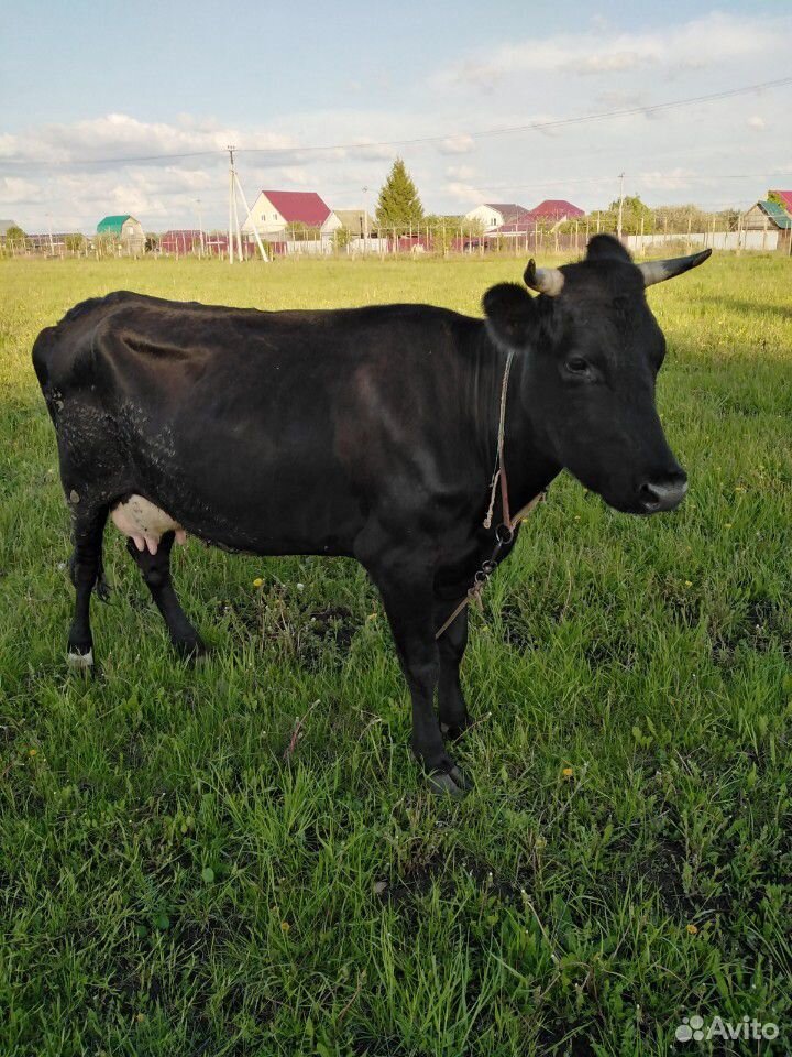 Дойная корова купить на Зозу.ру - фотография № 2