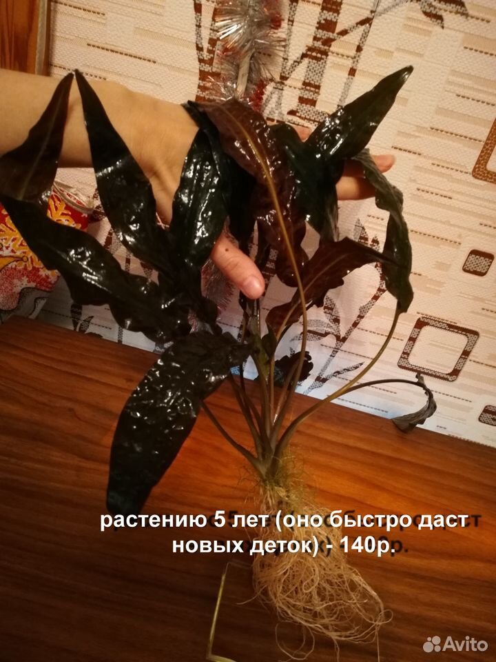 Растения и сомы водорослееды купить на Зозу.ру - фотография № 2