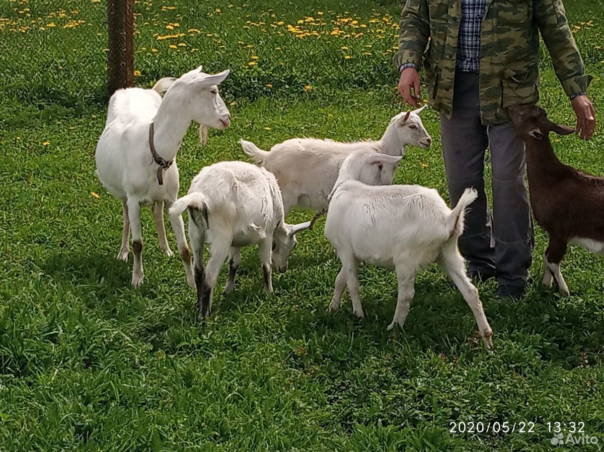 Зааненские козы и козел купить на Зозу.ру - фотография № 10