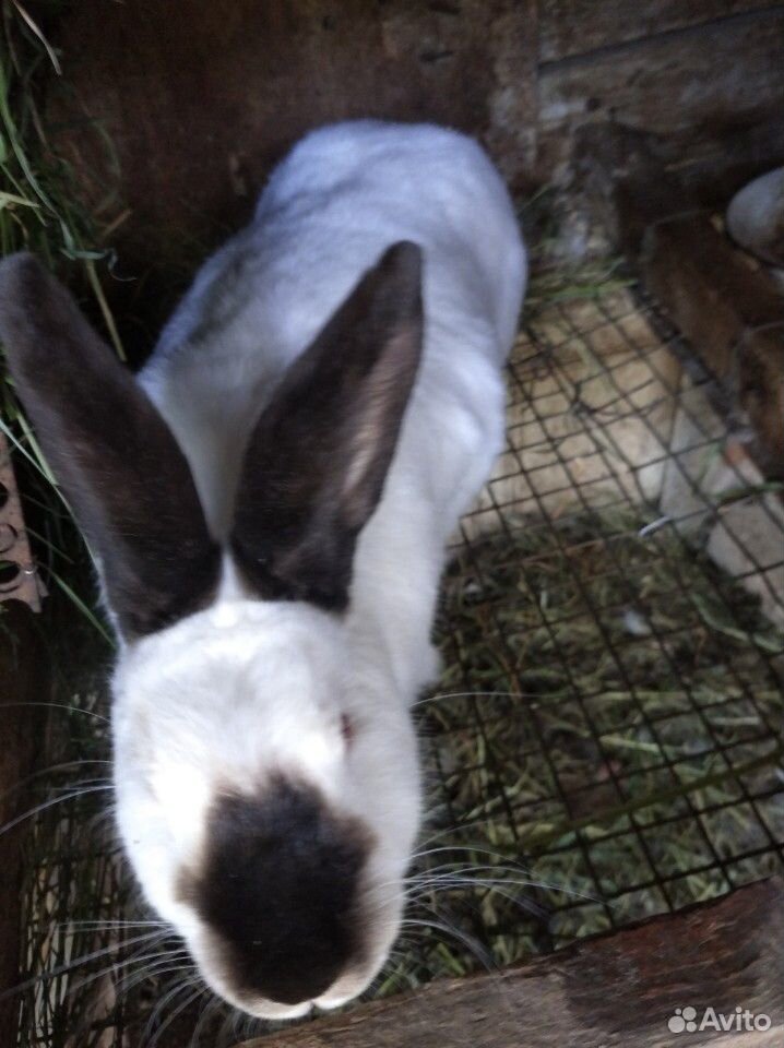 Кролик с крольчатами купить на Зозу.ру - фотография № 1