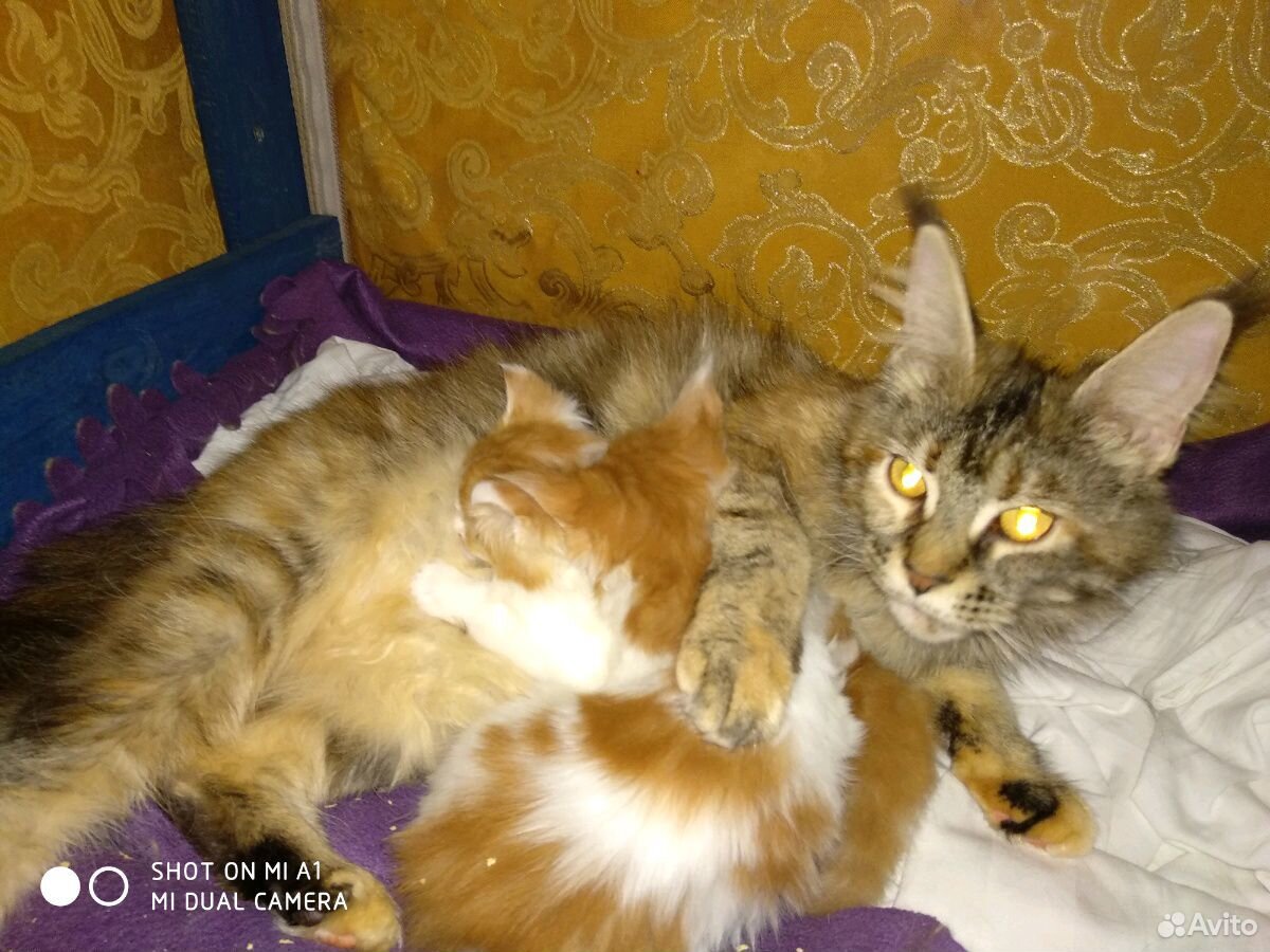 Кот красный арлекин мраморный купить на Зозу.ру - фотография № 1