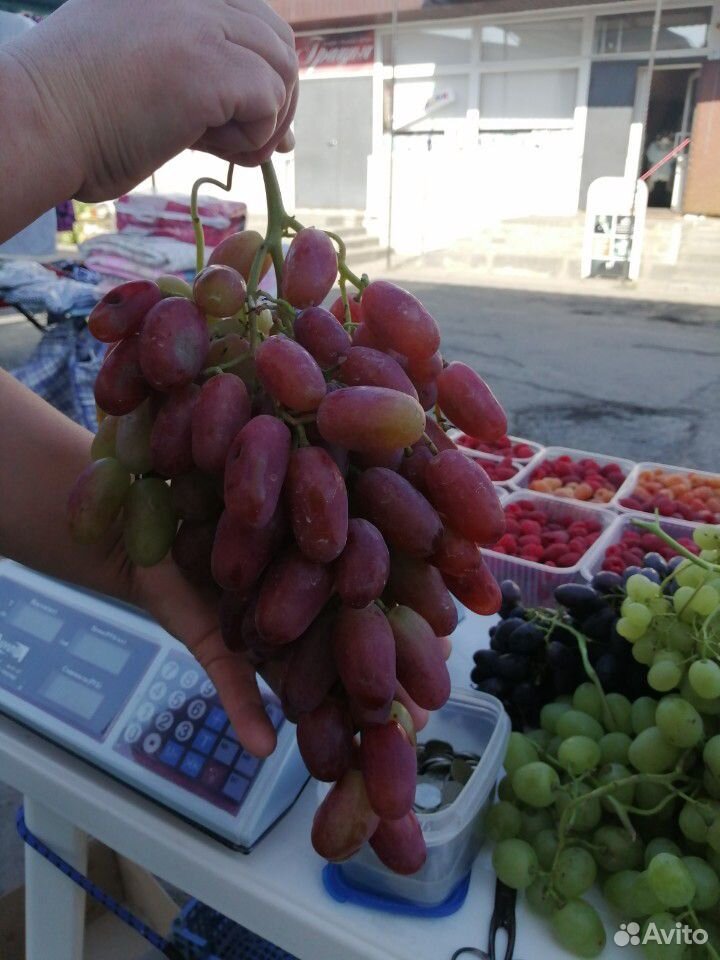 Саженцы: винограда,ежевики,малины купить на Зозу.ру - фотография № 10