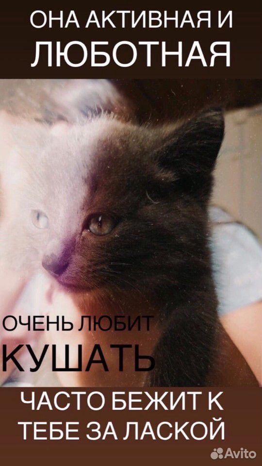 Котята - симпатяги купить на Зозу.ру - фотография № 7