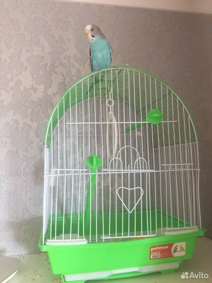 Волнистый попугай с клеткой купить на Зозу.ру - фотография № 1
