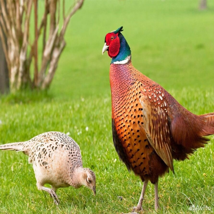 Яйцо фазана, цесарки купить на Зозу.ру - фотография № 1