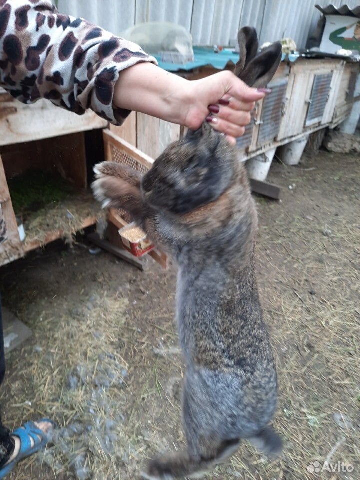 Тушки кролика купить на Зозу.ру - фотография № 1