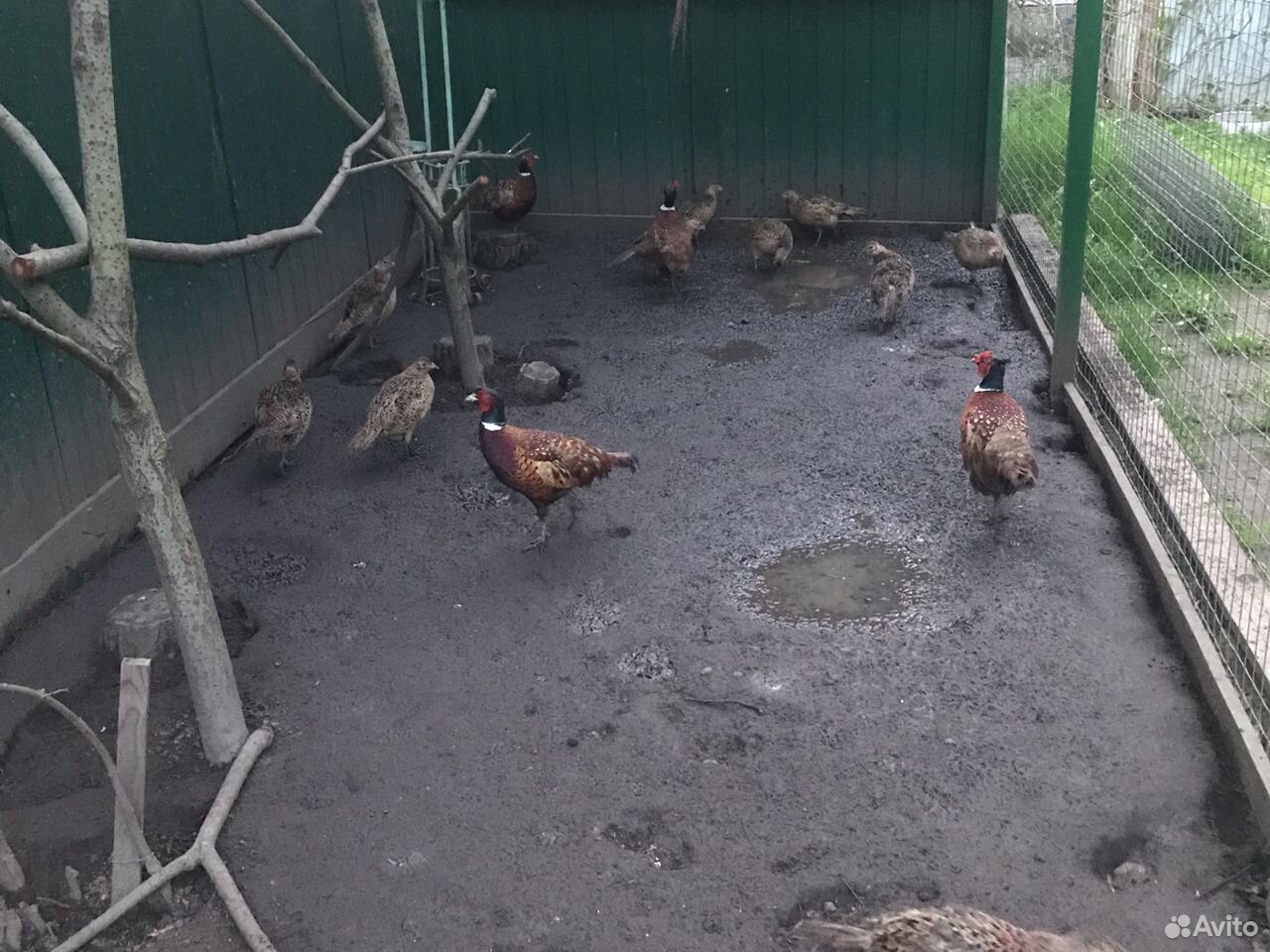 Яйцо фазана инкубационное купить на Зозу.ру - фотография № 2
