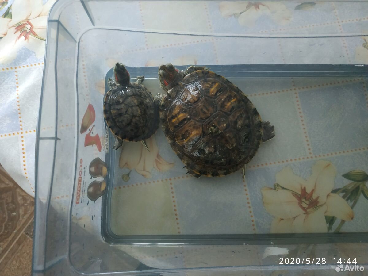 Красноухие черепахи с акватеррариумом купить на Зозу.ру - фотография № 1