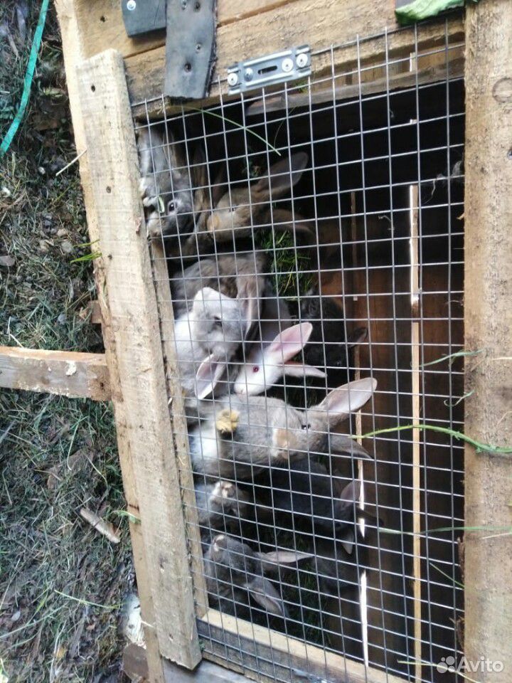 Петух кролики купить на Зозу.ру - фотография № 5