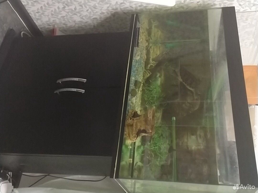 Продам аквариум с красноухой черпахой купить на Зозу.ру - фотография № 5