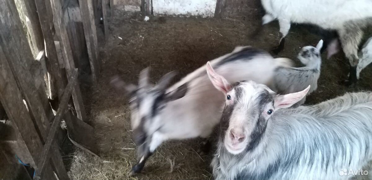 Продам козы купить на Зозу.ру - фотография № 8