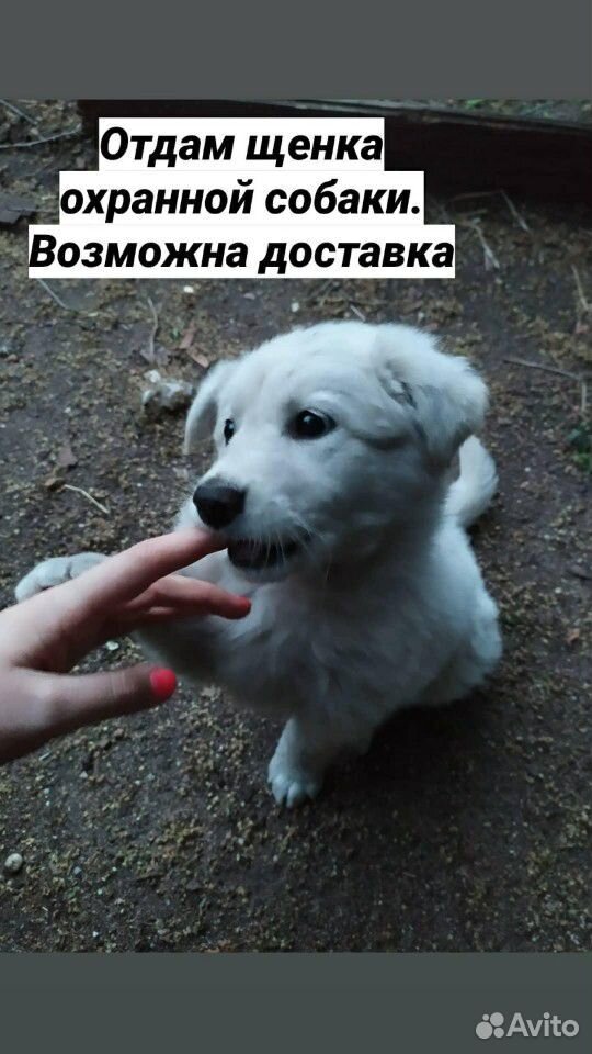 Охранная собака. Отдам купить на Зозу.ру - фотография № 1