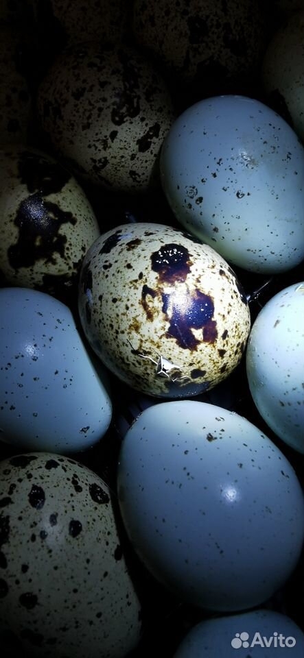 Инкубационное яйцо перепелов купить на Зозу.ру - фотография № 5