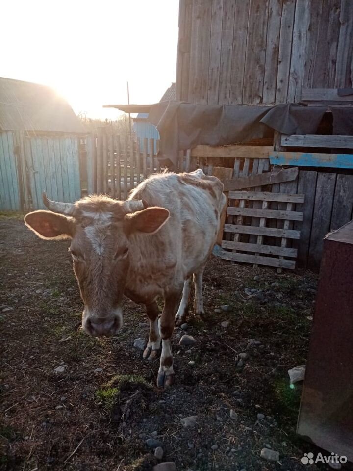Продам корову 5 лет и 2 года купить на Зозу.ру - фотография № 1
