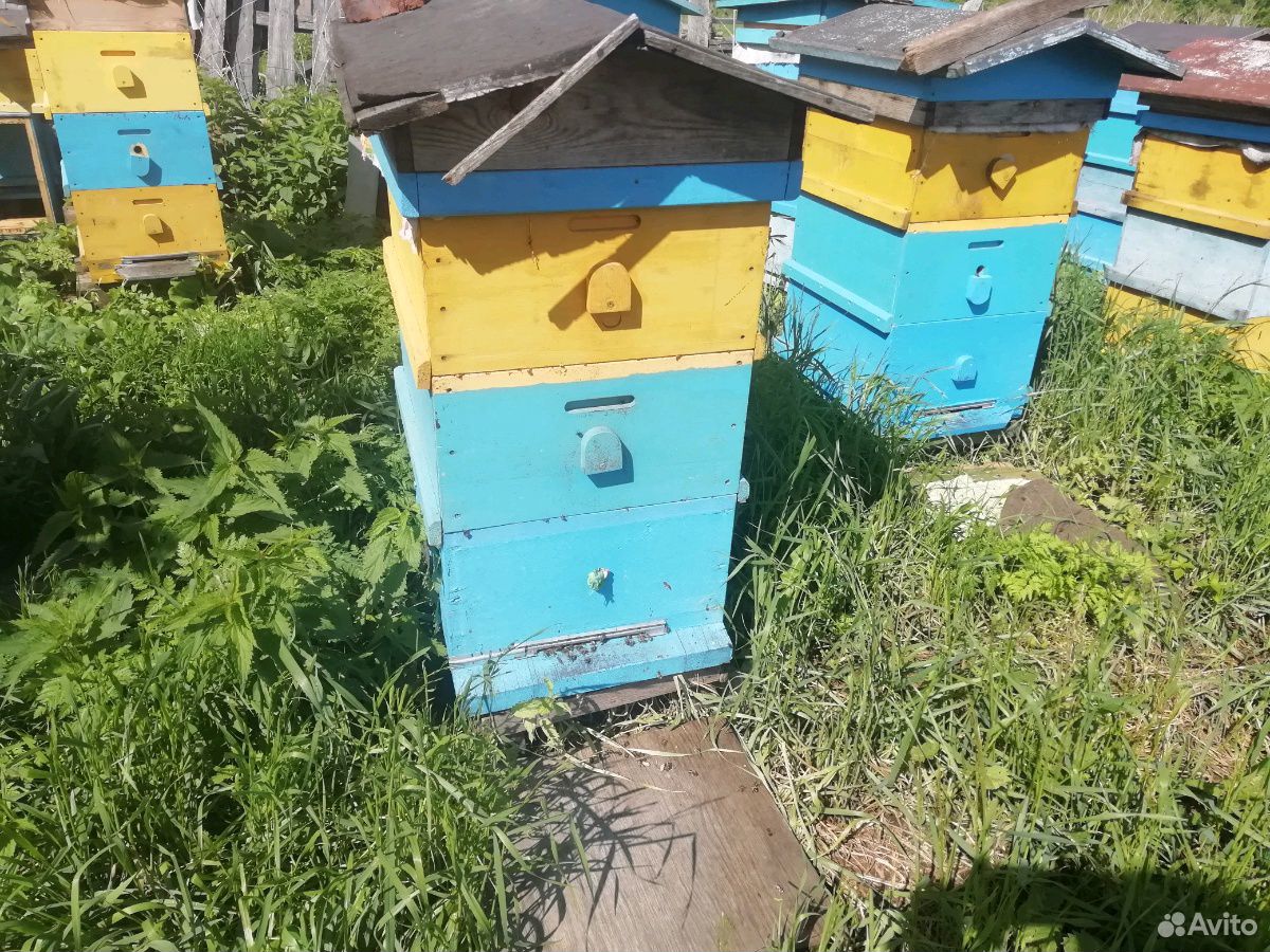 Продаются пчёлы с мёдом Цена договорная купить на Зозу.ру - фотография № 4