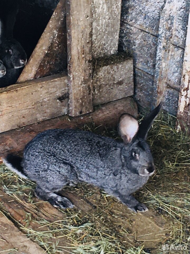 Кролики большие мясные купить на Зозу.ру - фотография № 1
