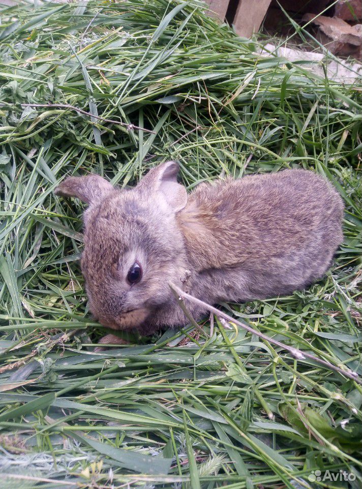 Кролики:баран, фландер-баран купить на Зозу.ру - фотография № 3