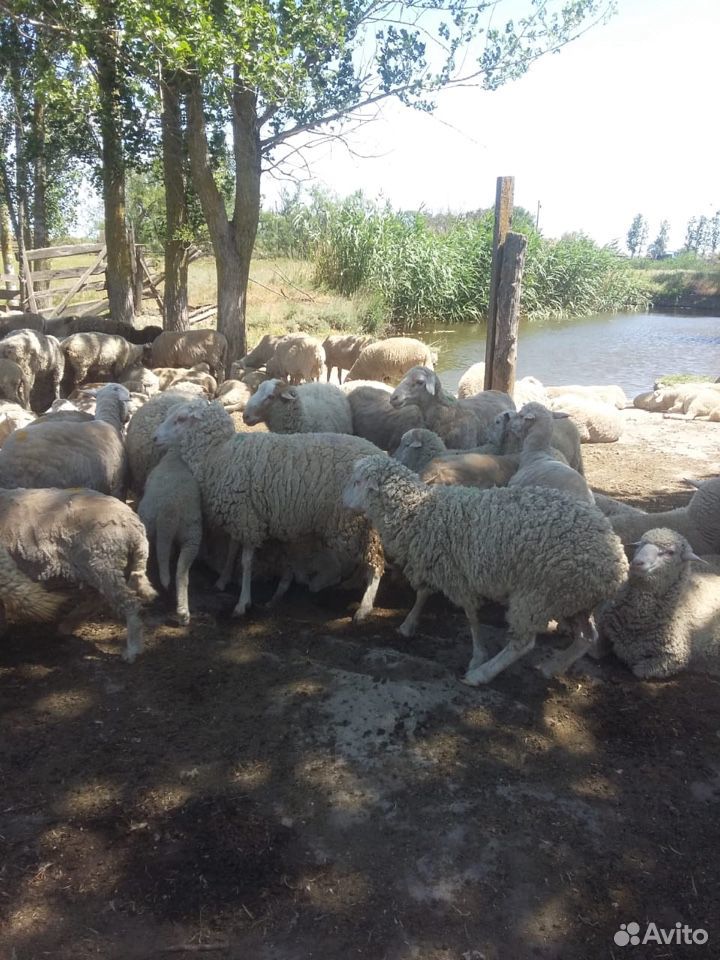 Овцы матки ягнята бараны купить на Зозу.ру - фотография № 7