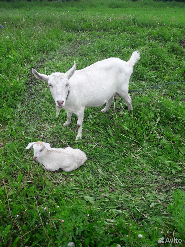 Продам коз, овец купить на Зозу.ру - фотография № 2