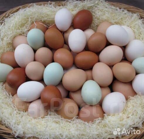 Яйцо инкубационное купить на Зозу.ру - фотография № 6
