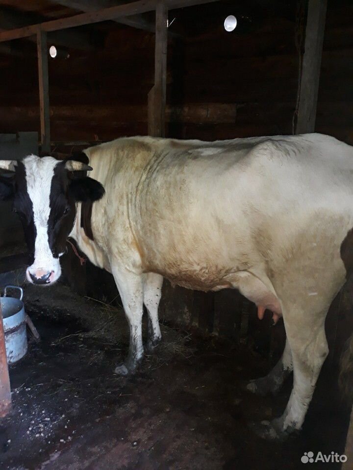 Продам корову, телку купить на Зозу.ру - фотография № 3