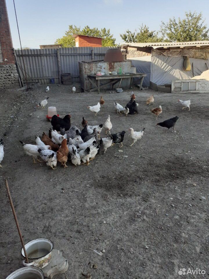 Продаются куры разные, есть еще и цыпляты купить на Зозу.ру - фотография № 4